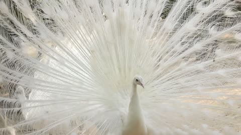 The white peacock