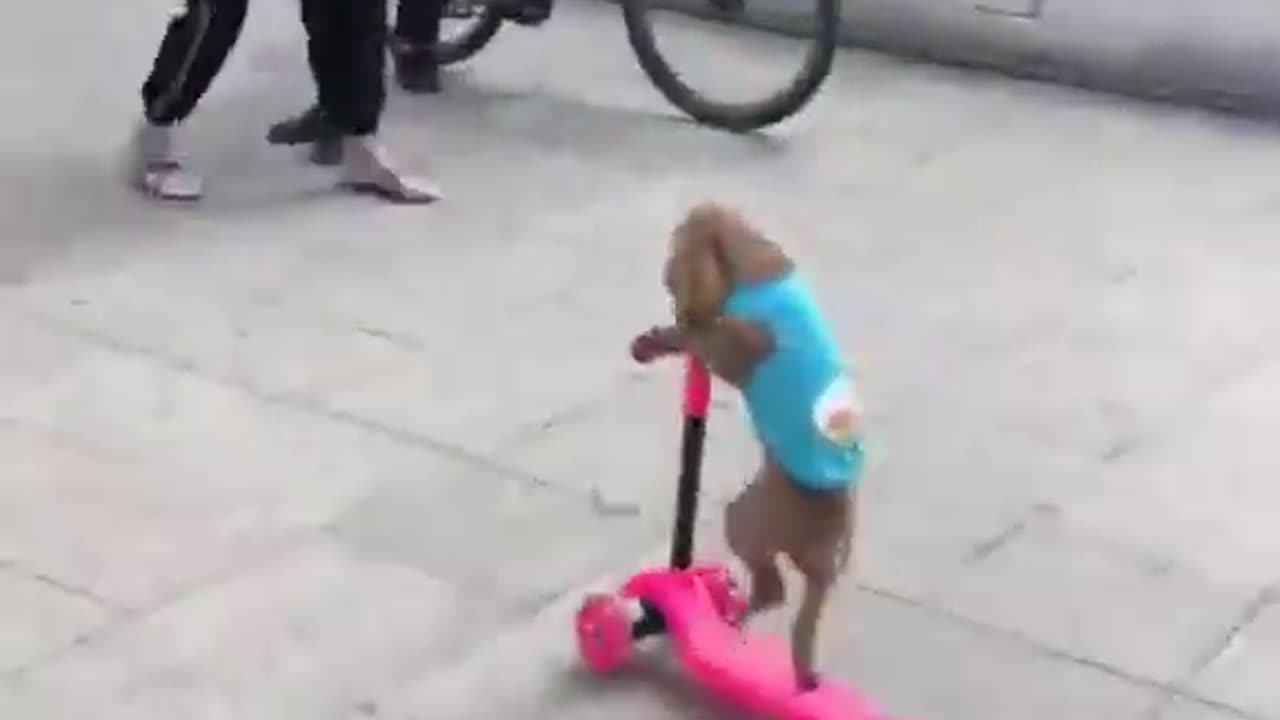 FUNNY DOG RIDING IN SCOOTER #short #shortvideo #funnyvideo