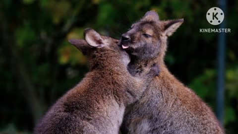 I see happiness in animals that I don't see in mothers and daughters these days