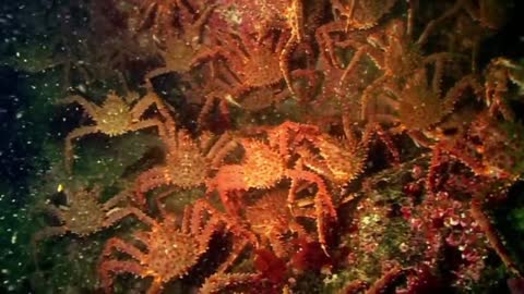 Gordon Ramsay Catches King Crab | Gordon Ramsay