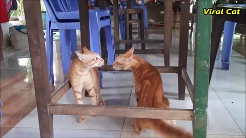 Cats Fighting and Meowing - These Two are Bloody Brothers Viral Cat