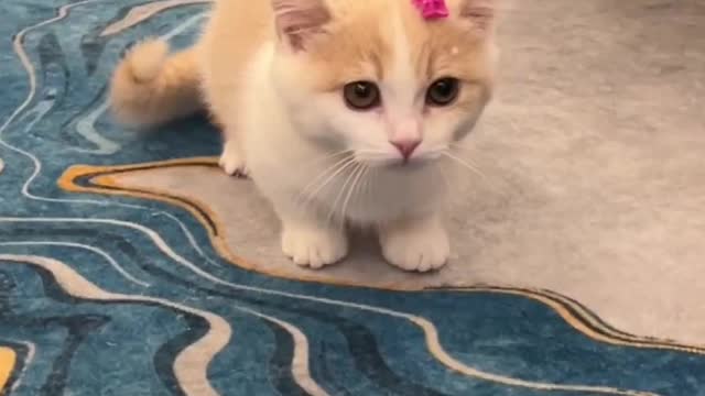 Little golden gradient cat tired of playing with toys