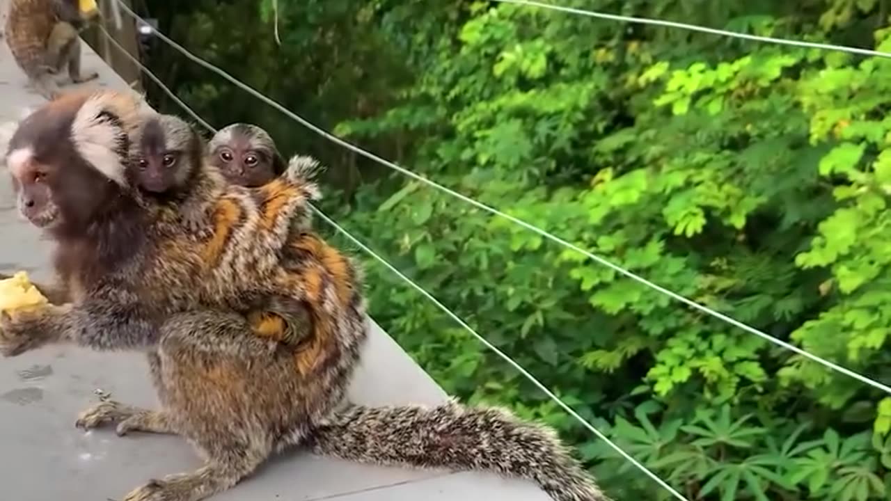 Mama monkey carries her babies on her back