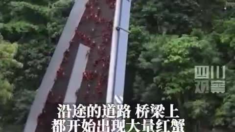 Australian Red Crab Crosses the Road