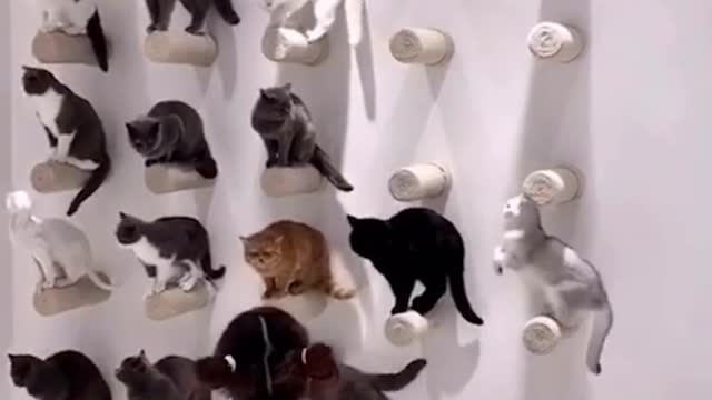 Oh my God, to train cats and their beauty