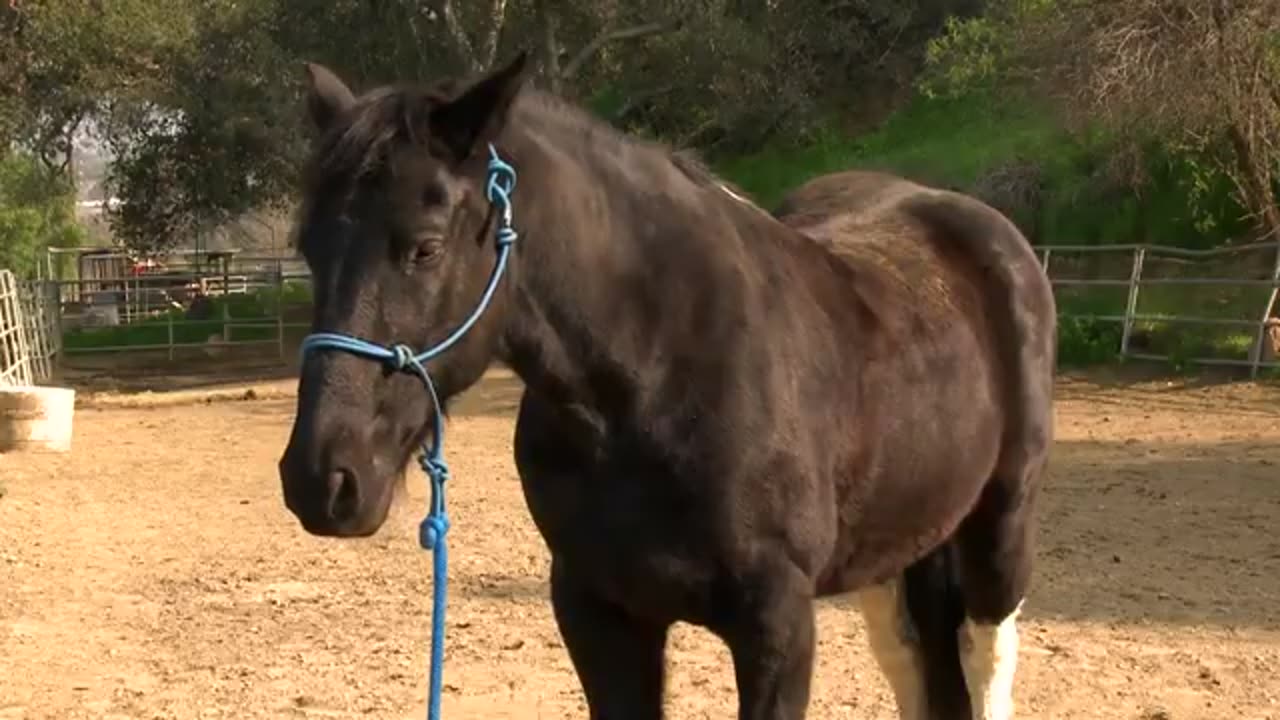 Talking Horse Magic | A Talking Pony | Family Comedy Movie