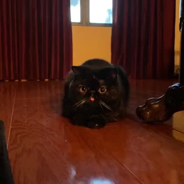 Rumble/fanny cats #39 I love🤩