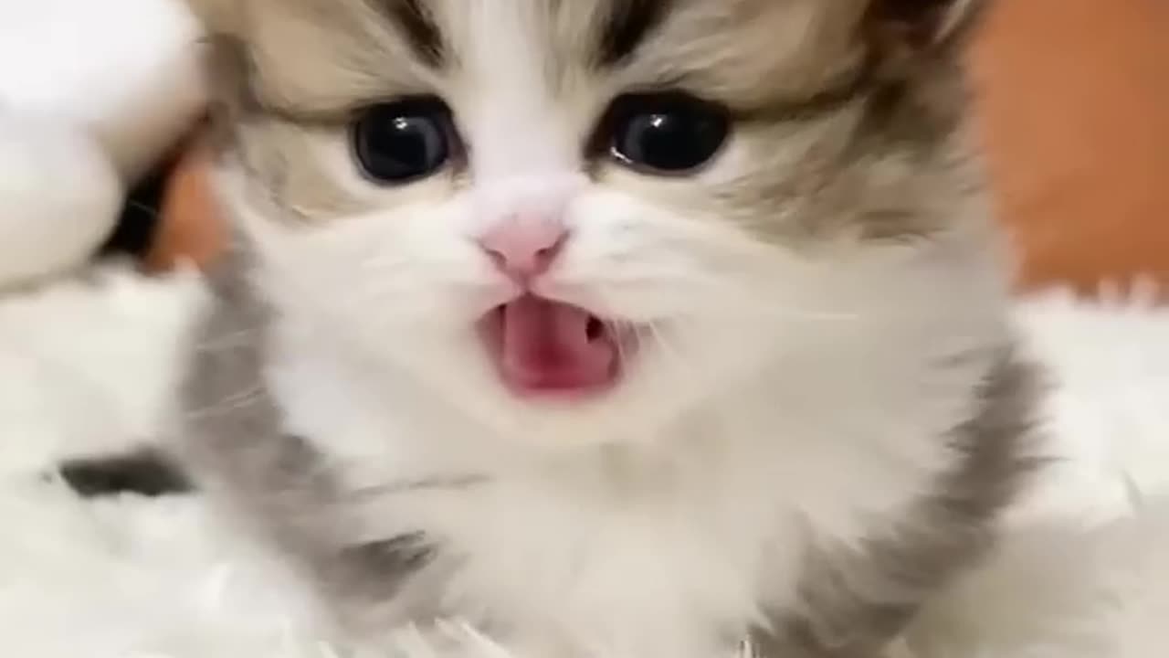 Cute Funny Cat