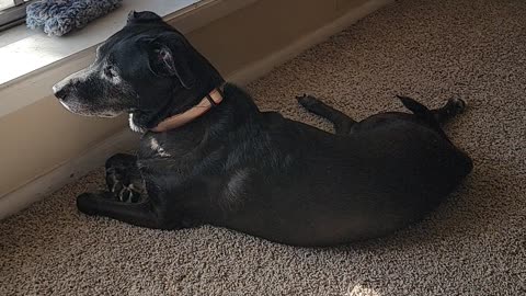 Must Guard Home From Cats