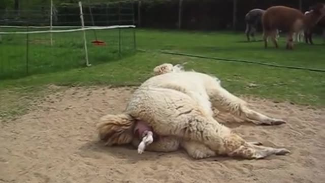 ANIMAL GIVING BIRTH TO BABY
