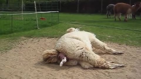ANIMAL GIVING BIRTH TO BABY