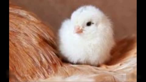 day old baby chick identification