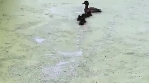 Ducks Are Playing Hide and Seek in the Water #shorts #viral #shortsvideo #video