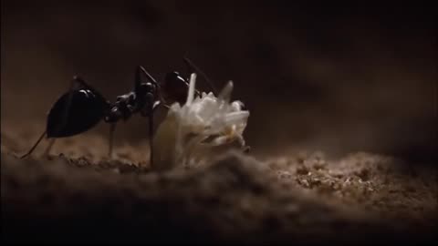 Ant colony raids a rival nest