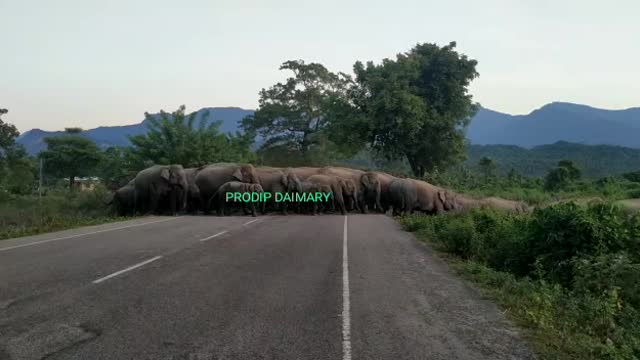 Elephant cross the raod group of elephant