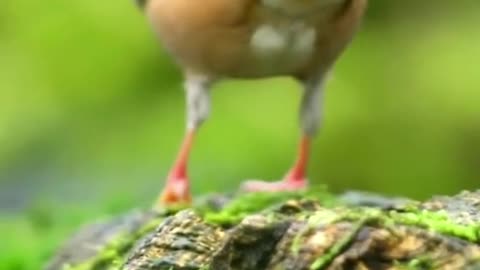 Beautiful Hawfinch. UK about 800 breeding pairs