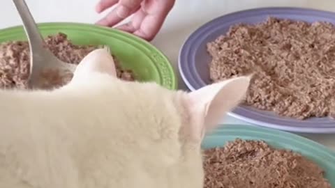 Feed the cute little cat