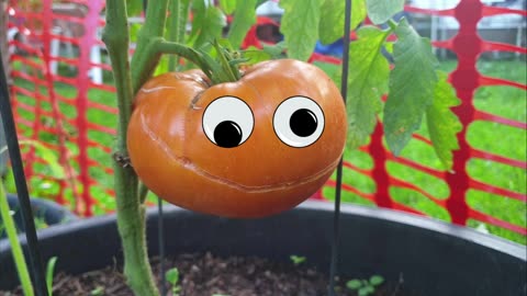 Why do tomatoes split on the vine?