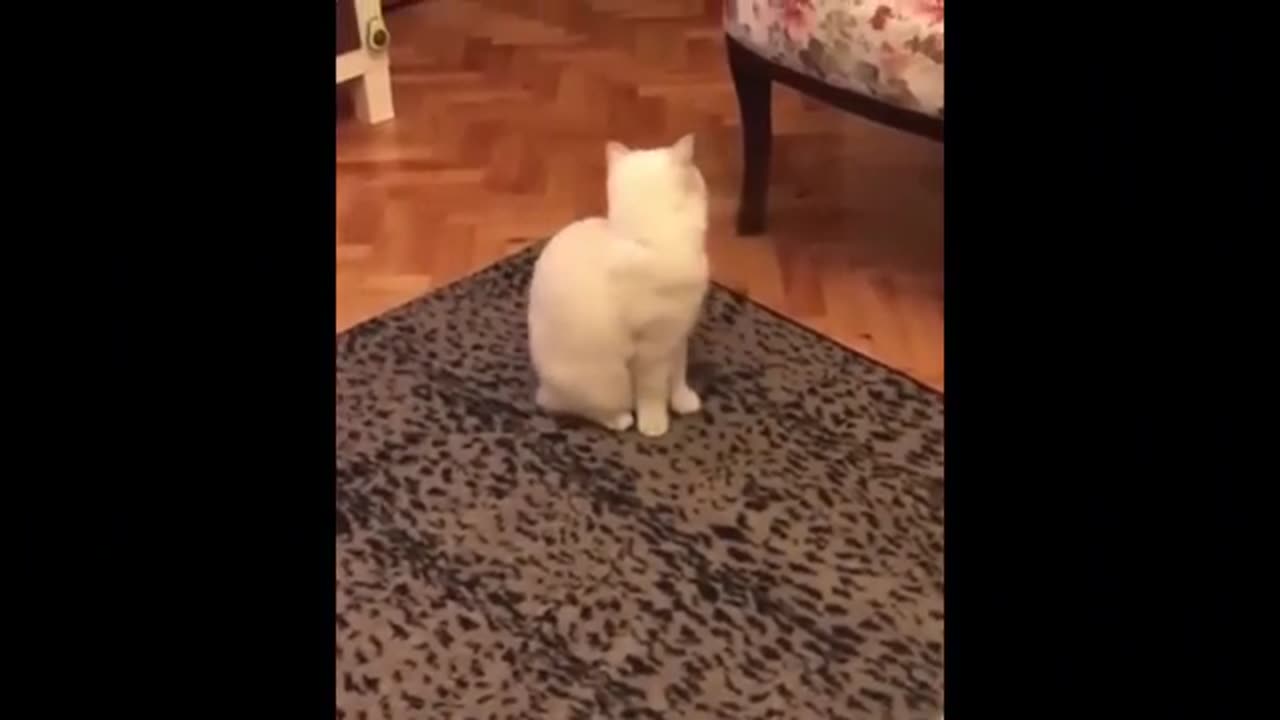 Lets laugh with these amazing cats