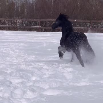 Friesian Stallion playing in around in the snow