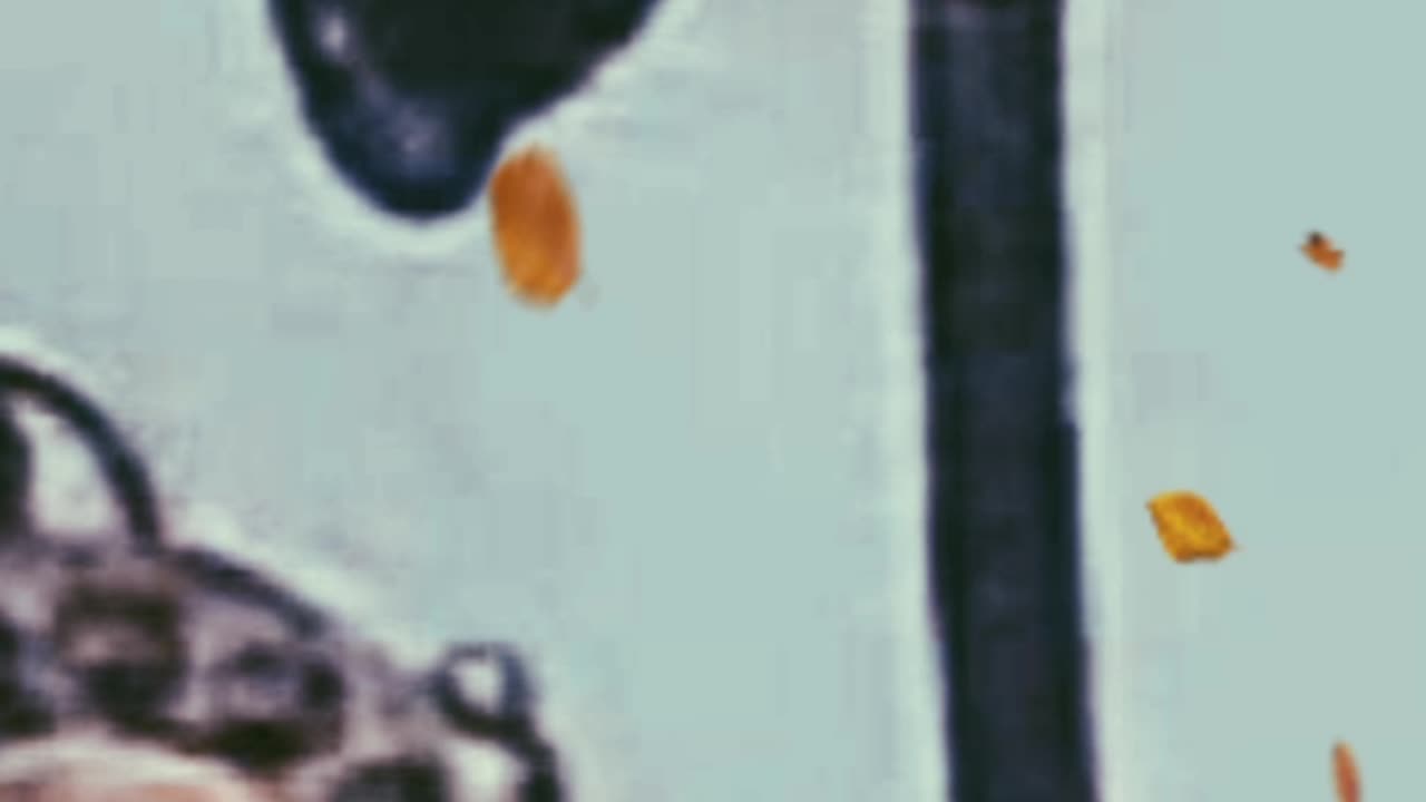 Xxxxx