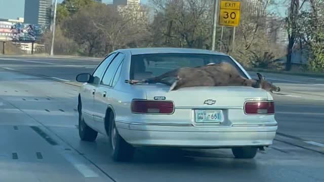 Deer Carried on the Outside of Car’s Trunk