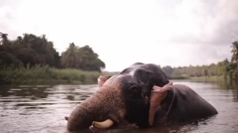 Faithful Elephant Obeying in everything