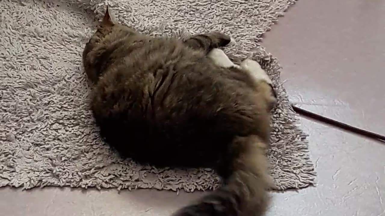 Cat video funny cat video