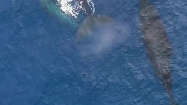 Does anyone know why whales spray water?