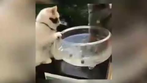 Funny Cats | Funny animals | Fats funny videos