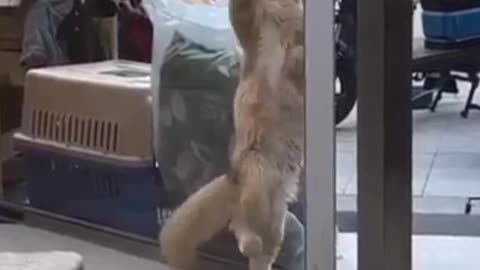 cat funny https://areebacute57.blogspot.com/2023/02/how-to-make-living-from-youtube.html