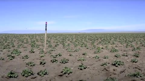 American Farmer Blowing The Whistle On US Government