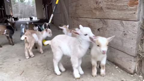 24 Curious goat kids