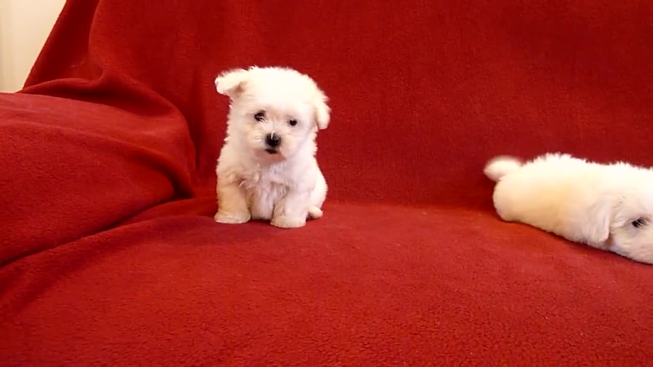 PUI DE BICHON MALTESE 0725758099