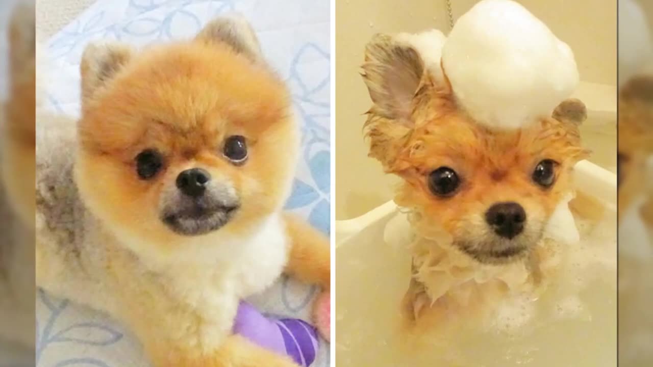 Funny Dog Pics Before And After A Bath