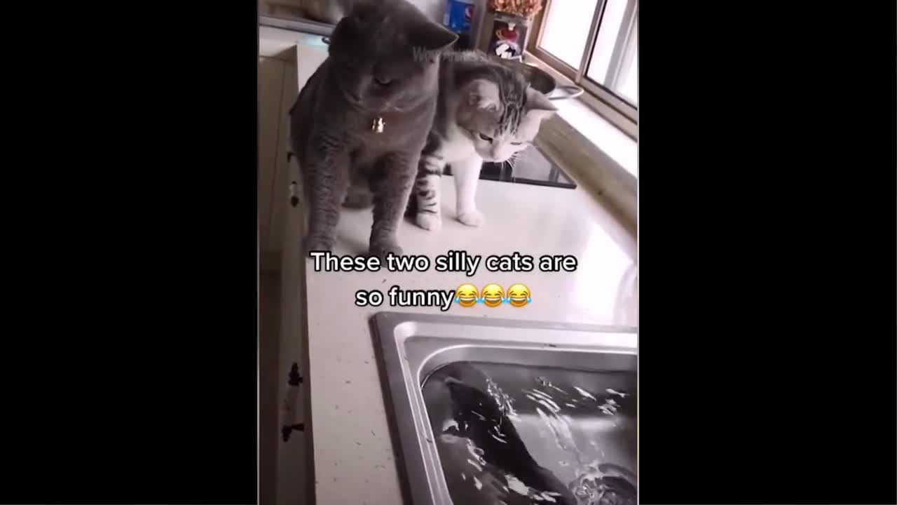 Funny cat