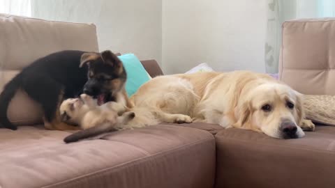 German Shepherd Puppy and Kitten annoy the Golden Retriever with their Play!