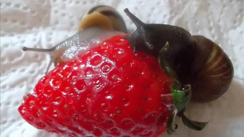 38. Dashuria Me Ty - Gentian Ramosaj Repariert