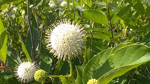 Sugar Shack Buttonbush
