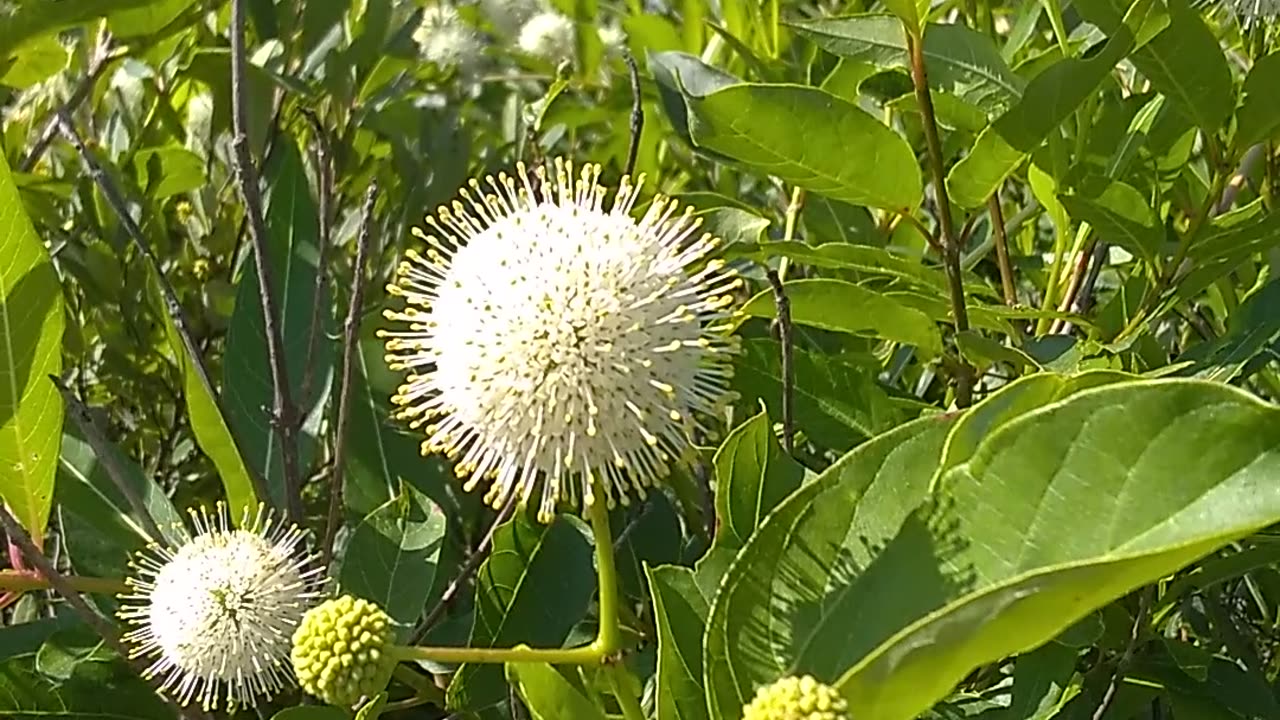 Sugar Shack Buttonbush