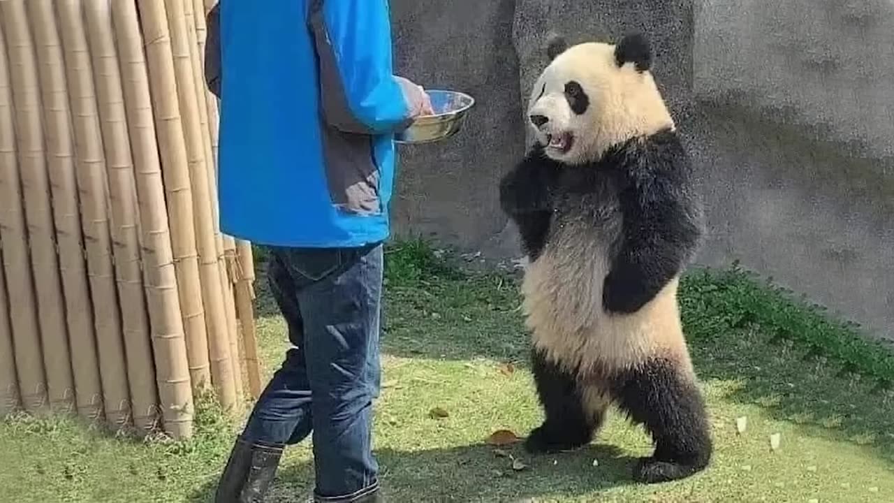 35 Incredible and funny animals moments - Funniest animal 2023