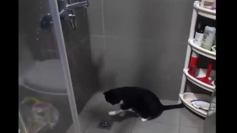 Confused cat struggles to drink water from shower faucet