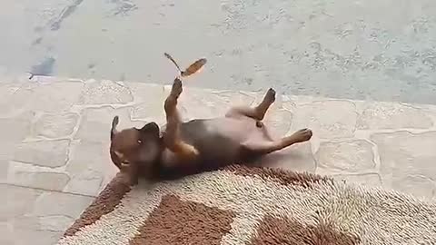 dog🐕 ❤️ butterfly 🦋