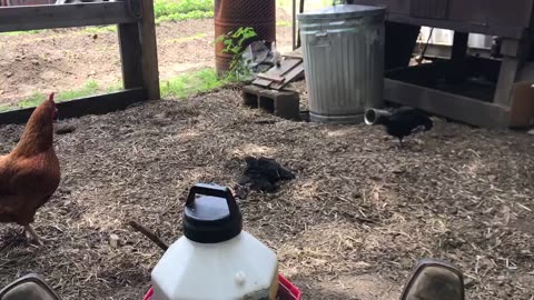 Black Sexlink Chickens New To The Flock