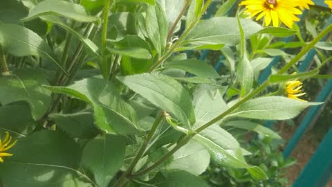 green flowers