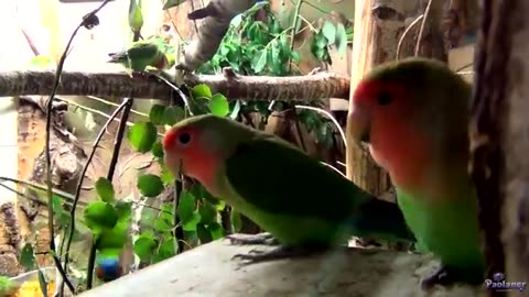 Beautiful_Lovebird___Budgies_and_Cockatiel_Birds_Playing_and_Feeding