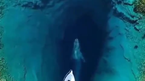 Beautiful scene, Giant Whale Jumps Out
