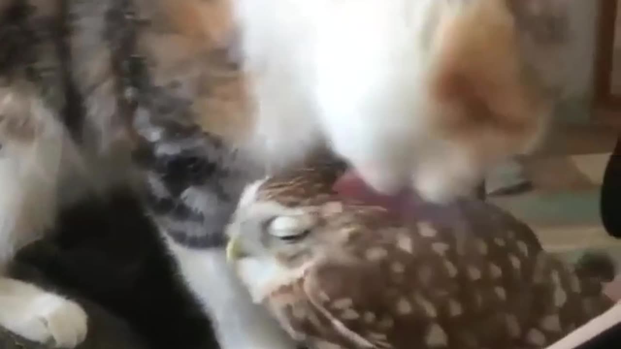 Cat and owl share unlikely friendship ❤️🐈‍⬛🦉