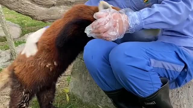 red pandas