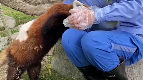 red pandas